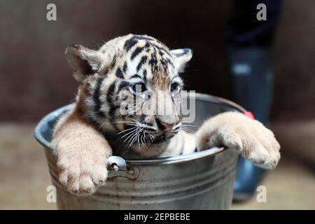 A Staff Showers A Baby Tiger In Shanghai Zoo In Shanghai China 29 November 19 Tiger Quadruples Born To Bengal Tiger Nan Nan Have One Month Old B Stock Photo Alamy