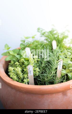 Clay pot with some different aromatic plants tagged with wooden sticks. Lemon thyme and Rosemary are in the front part. Stock Photo