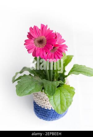 Isolated pink double gerbera daisy potted in a knitted white and blue pot hanged on a white wall. Stock Photo