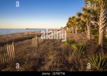 The Myrtle Beach Coast. Palmetto trees and sea oats along the boardwalk of Myrtle Beach, South Carolina on the Atlantic coast.