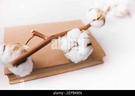 Cotton flowers and old book on simple white background. Stock Photo