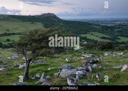 A windswept Hawthorn growing on the side of Stowe's Hill, overlooking Sharp Tor on Bodmin Moor, Cornwall. Stock Photo