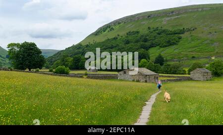 Scenic Swaledale upland wildflower hay meadows (old stone field barns, colourful wildflowers, dog walker, path, hillside) - Muker, Yorkshire Dales, GB Stock Photo