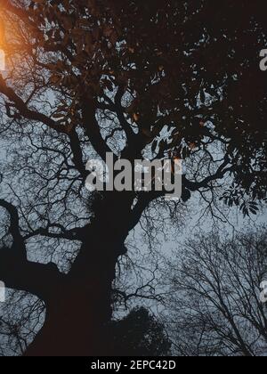 A streetlight illuminates the leaves on a spooky tree in the late evening in Shoreditch, London, UK Stock Photo