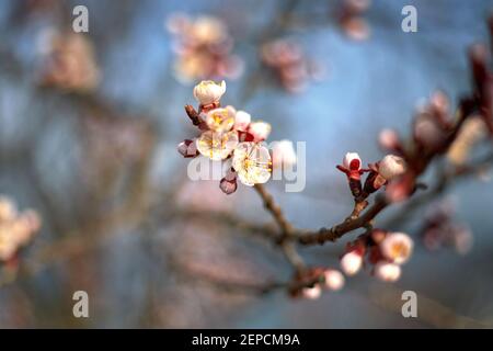 Spring bloom and first leaves of trees, Cherry, apricot, with shallow depth of field Stock Photo
