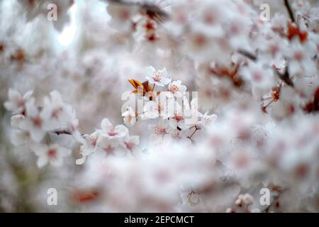 Spring bloom and first leaves of trees, Cherry, apricot, with shallow depth of field Stock Photo