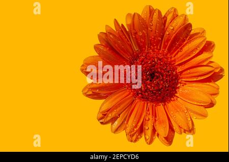 Macro shot of an orange toned "Gerbera" flower with water droplets against a bright yellow background. Stock Photo