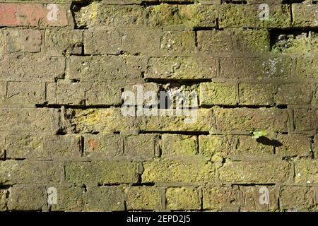 Algae covered brickwork. Stock Photo