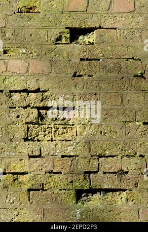 Algae covered brickwork. Stock Photo