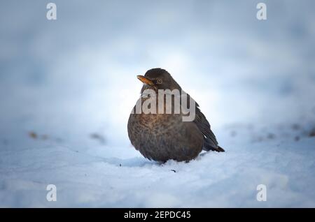 Eurasian Blackbird on bush with snow in winter, the best photo. Stock Photo