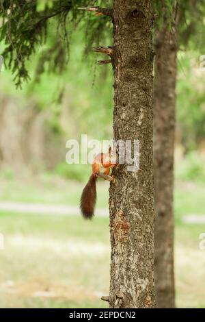 squirrel eats apricot fruit on the tree. cute and fluffy animal at wildlife. Stock Photo