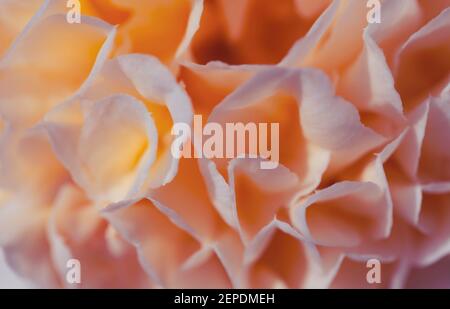 Macro shot of a beautiful Camellia flower in soft focus with peach pastel color tones. Could be used as a wedding shoot backdrop. Stock Photo