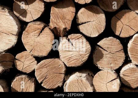 wooden logs pattern backdrop. old oak tree material Stock Photo