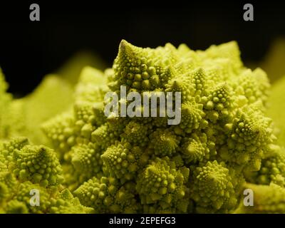 Romanesco Cauliflower Broccoli, Fresh Edible Green Flower Bud, Brassica Oleracea, Exotic Vegetable Ingredient for Vegetarian Cooking Stock Photo