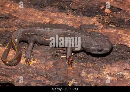 Himalayan crocodile newt hi-res stock photography and images - Alamy