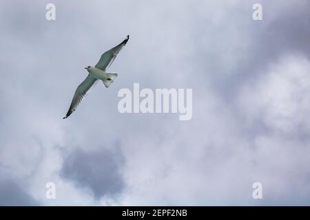 Seagulls flying on the cloudy sky. Freedom background photo. Seagulls background. Animals in nature. Stock Photo