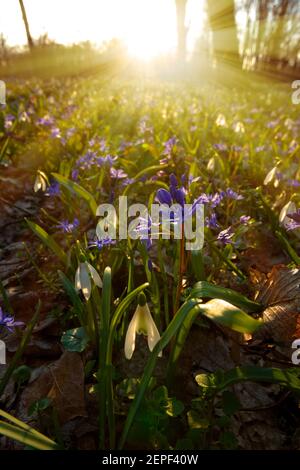 Close-up of the snowdrop, Galanthus nivalis and Scilla bifolia, alpine squill or two-leaf squill) at sunset Stock Photo