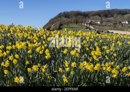 Sidmouth Devon 27th Feb 2021 . Bright sunshine shows off the daffodils on Peak Hill, Sidmouth, Devon. The “Valley of A Million Daffodils” project was the dying wish of Canadian millionaire Keith Owen, and despite little progress in 2020 due the the Covid pandemic, almost 700,000 bulbs have now been planted by volunteers in in the Devon seaside resort. Investment banker Keith Owen had intended to retire to Sidmouth. Credit: Photo Central/Alamy Live News Stock Photo