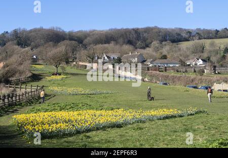 Sidmouth Devon 27th Feb 2021 . Bright sunshine shows off the daffodils on Peak Hill, Sidmouth, Devon. The “Valley of A Million Daffodils” project was the dying wish of Canadian millionaire Keith Owen, and despite little progress in 2020 due the the Covid pandemic, almost 700,000 bulbs have now been planted by volunteers in in the Devon seaside resort. Investment banker Keith Owen had intended to retire to Sidmouth. Credit: Photo Central/Alamy Live News Stock Photo