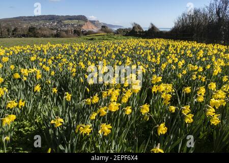 Sidmouth Devon 27th Feb 2021 . Bright sunshine shows off the daffodils on Peak Hill, Sidmouth, Devon. The “Valley of A Million Daffodils” project was the dying wish of Canadian millionaire Keith Owen, and despite little progress in 2020 due the the Covid pandemic, almost 700,000 bulbs have now been planted by volunteers in in the Devon seaside resort. Investment banker Keith Owen had intended to retire to Sidmouth. Credit: Photo Central/Alamy Live News Stock Photo