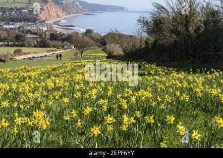 Sidmouth Devon 27th Feb 2021 . Bright sunshine shows off the daffodils on Peak Hill, Sidmouth, Devon. The “Valley of A Million Daffodils” project was the dying wish of Canadian millionaire Keith Owen, and despite little progress in 2020 due the the Covid pandemic, almost 700,000 bulbs have now been planted by volunteers in in the Devon seaside resort. Investment banker Keith Owen had intended to retire to Sidmouth. Credit: Photo Central/Alamy Live News Stock Photo