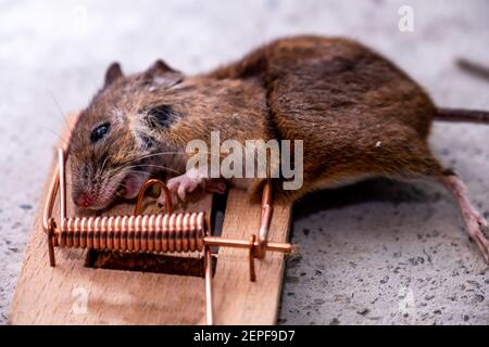 Mouse trapped in Mouse trap in the shed. Stock Photo
