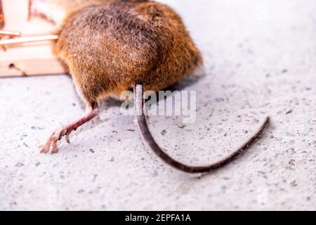 Mouse trapped in Mouse trap in the shed. Stock Photo