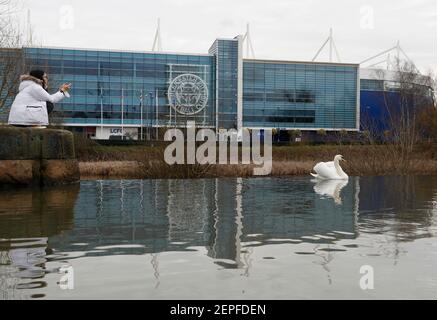 Leicester, Leicestershire, UK. 22nd February 2021. A woman photographs a swan on the River Soar by the King Power Stadium, the home of Leicester City. Stock Photo