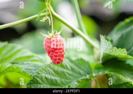 young sprouts of raspberries at garden. agricultural and healthy eating ...