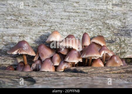 Wild mushrooms growing on an oak log in woods, clustered bonnet mushrooms (mycena inclinata), UK Stock Photo