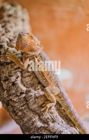 close up of a male bearded dragon, orange colored with copy space, focus on the eye Stock Photo