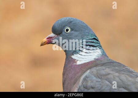 Wood pigeon (Columba palumbus) portrait Stock Photo