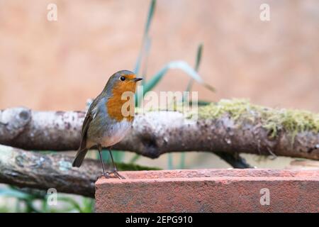 European robin (Erithacus rubecula) foraging in a garden in early spring Stock Photo