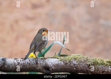 European robin (Erithacus rubecula) foraging in a garden in early spring Stock Photo