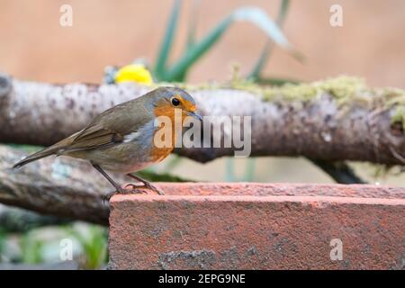 European robin (Erithacus rubecula) foraging in a garden in early spring Stock Photo