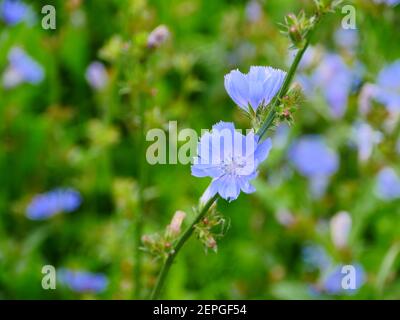 chicory delicate blue flowers close-up spring motives Stock Photo