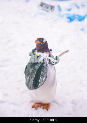Backpack-Wearing Penguin Slides Into China's Ice Festival 