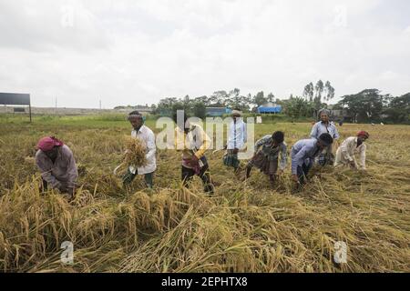 Bangladeshi farmers harvest rice in a field on the outskirts of Dhaka ...