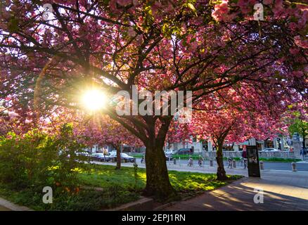 Cherry blossom at sunset, glowing spring canopy creating a peaceful and uplifting urban retreat Stock Photo
