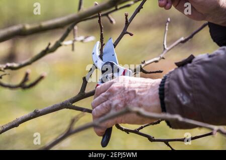 Pruning tree in garden. Farmer cutting twig of apple tree with secateurs. Close-up gardening equipment Stock Photo