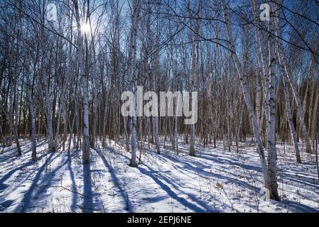 Shadow of the pine trees in the forest in winter. Sunlight peeking through the trees Stock Photo