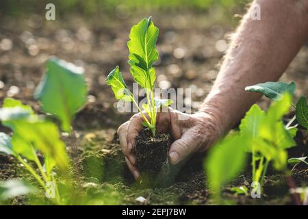 Planting vegetable seedling into soil. Farmer holding green kohlrabi plant in hand. Gardening in organic farm Stock Photo