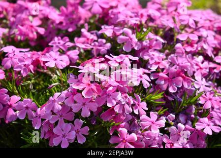 Pink Flowers in Sunshine along the Tyler Tx azalea trails Stock Photo