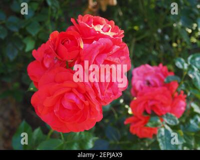 Beautiful red roses with green leaves in background in a rose garden in Budapest suburb, Hungary Stock Photo