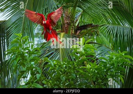 ra macao, Scarlet Macaw,  big, red colored, amazonian parrot flying directly  among palm tree forest, outstretched wings, long red tail against wet fo Stock Photo