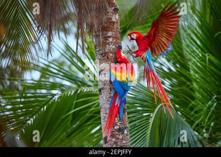 Two Ara macao, Scarlet Macaw, pair of big, red colored, amazonian parrot near nesting hole on palm tree, outstretched wings, long red tail against wet Stock Photo