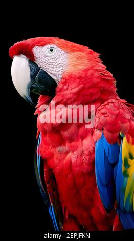 Portrait of red parrot, Ara macao, Scarlet Macaw, isolated on black background. Wild animal, Costa Rica, Central America. Stock Photo