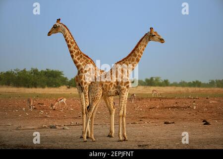 Two  Angolan giraffes, Giraffa giraffa angolensis, also known as Namibian giraffe, standing heads apart next to waterhole. Safari in Etosha national p