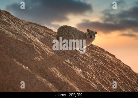 Wild Rock Hyrax, Procavia capensis on red granite rock against colorful sunset. African wildlife experience during camping and hiking bald red granite Stock Photo