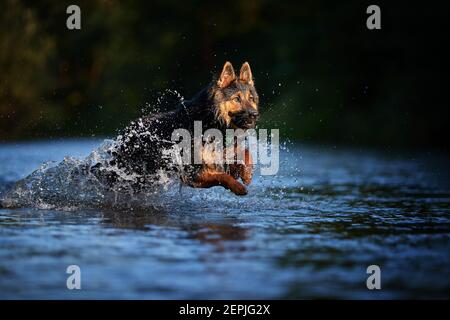 Active dog,  running fast in deep splashing water in colorful evening light. Czech shepherd, dog with with long thick fur, purebred. Low angle photo, Stock Photo